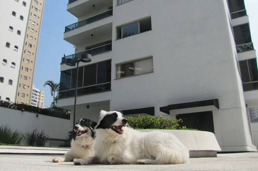 Proposta obriga síndicos a denunciarem maus tratos contra animais